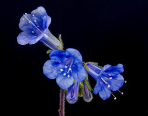 Three blue flowers on a stem.