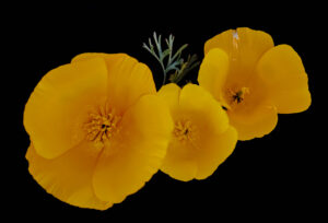 Three yellow flowers on a black background.