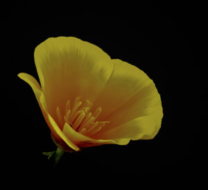 A yellow flower on a black background.