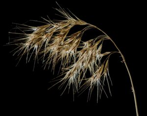 A stalk of wheat against a black background.